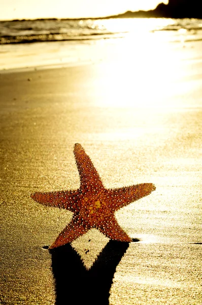 Seastar on the shore of a beach — Stock Photo, Image