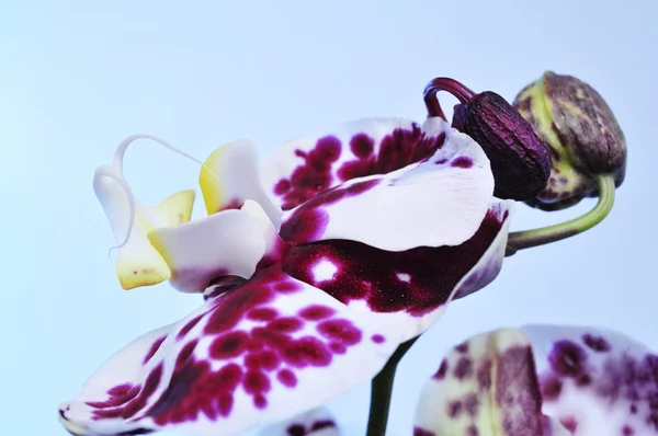 Polka dot Phalaenopsis orchid — Stockfoto