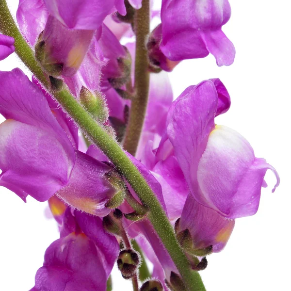 Menekşe snapdragon — Stok fotoğraf