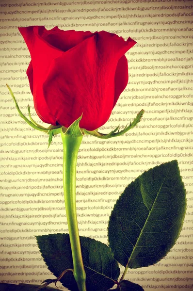 Rosa roja y libro, para el Día de San Jorge en Cataluña, España — Foto de Stock