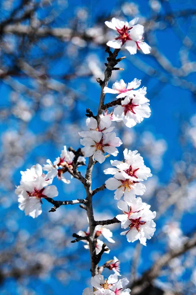 Flores de almendras — Foto de Stock