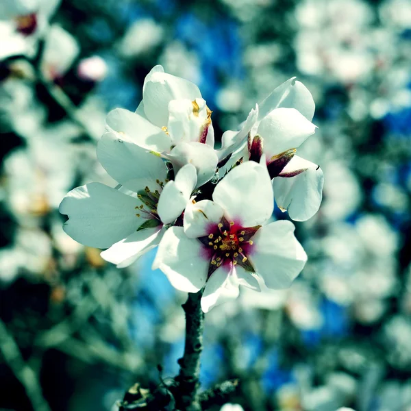 Mandelblüten — Stockfoto