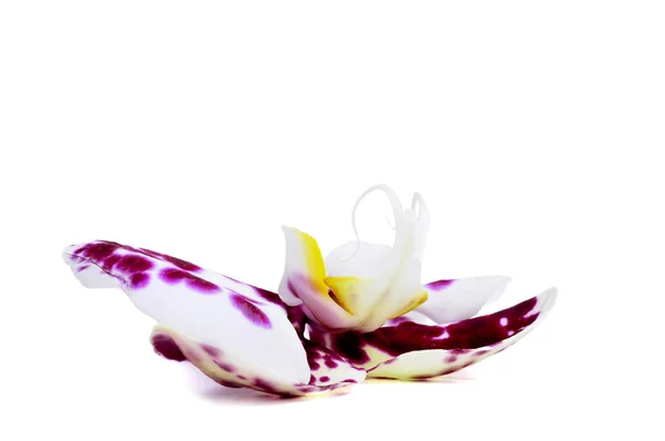 Polka dot Phalaenopsis orchid — Stock Photo, Image