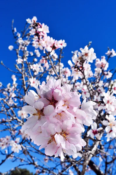 Flores de almendras — Foto de Stock