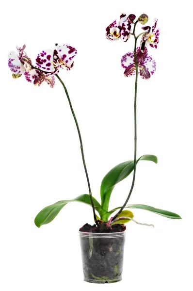 Polka dot Phalaenopsis orquídea —  Fotos de Stock