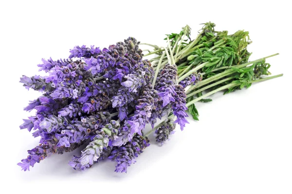 Flores de lavanda — Fotografia de Stock