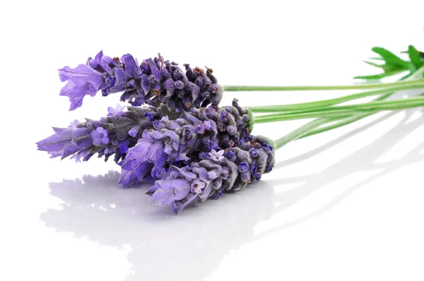 Flores de lavanda — Fotografia de Stock