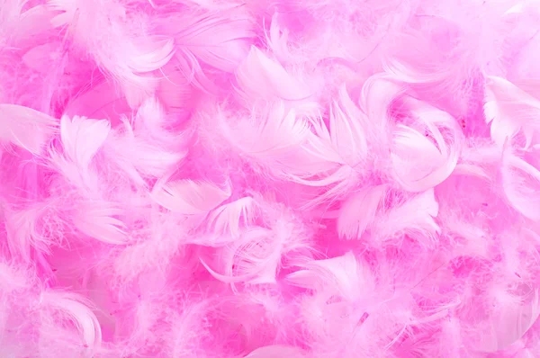 핑크 깃털 — 스톡 사진