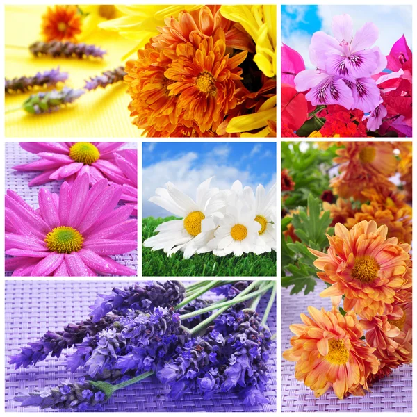 Flowers collage — Stock Photo, Image