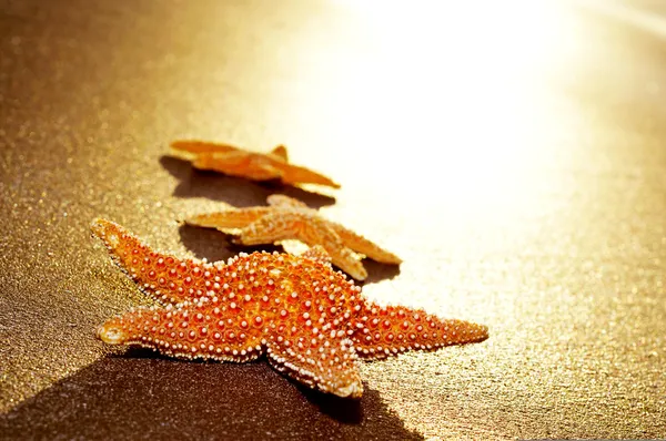 Seastars on the shore of a beach — Stock Photo, Image