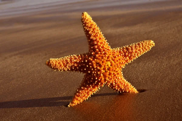 Seastar on the shore of a beach — Stock Photo, Image