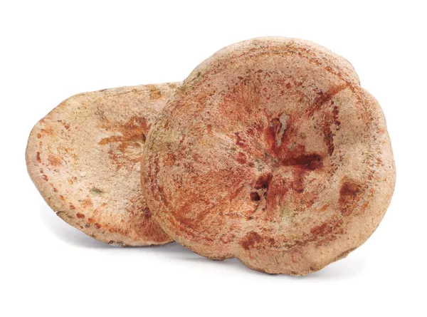 Rovellons, cogumelo típico do outono da Espanha — Fotografia de Stock