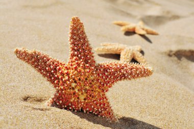 bir plaj kum üzerinde starfishes