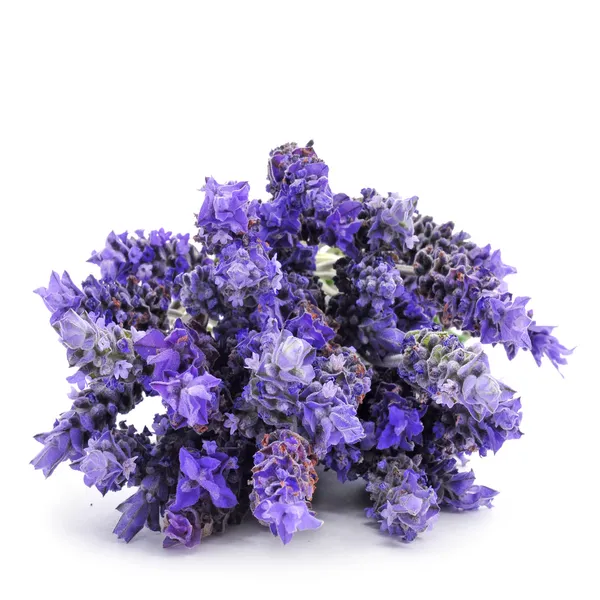 Lavendel blommor — Stockfoto