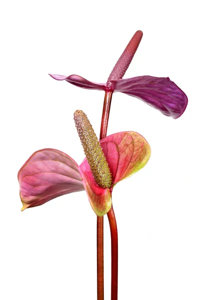 Flamingo lily — Stock Photo, Image