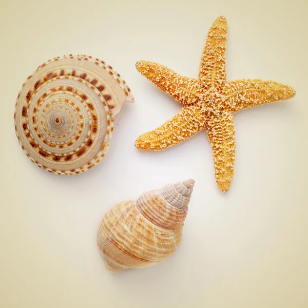 Conchas e estrelas do mar em fundo bege, com um efeito retrô — Fotografia de Stock