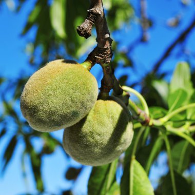 biraz yeşil badem badem ağacı dalı
