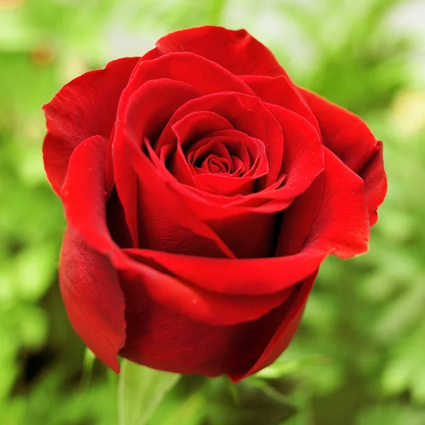 Red rose in a garden — Stock Photo, Image