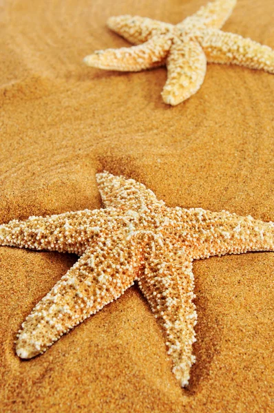 Starfishes na písku pláži — Stock fotografie