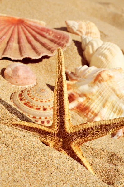 Starfish and seashells on the sand of a beach — Stock Photo, Image