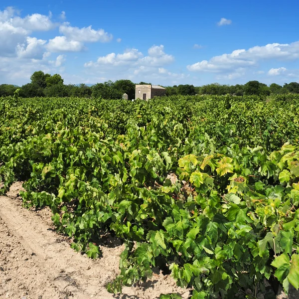 Viñedo — Foto de Stock