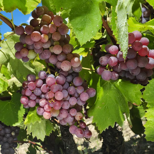 Виноград на лозе — стоковое фото