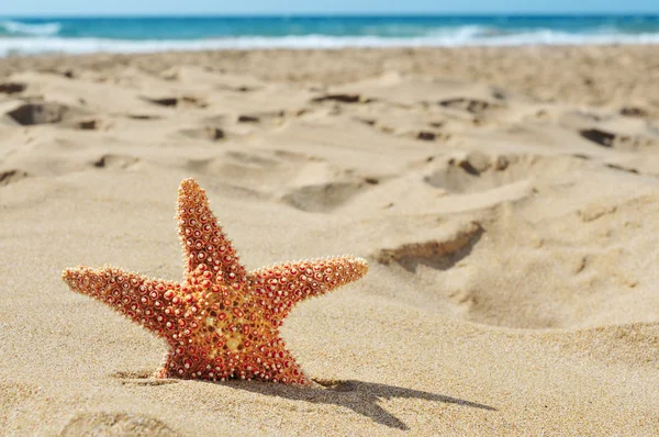 Estrela do mar na areia de uma praia — Fotografia de Stock