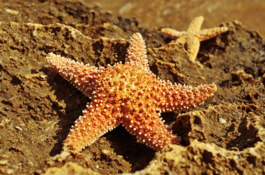 bir kayaya starfishes