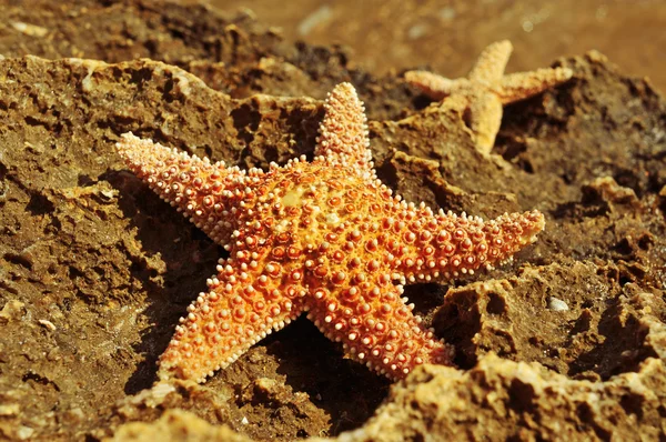 bir kayaya starfishes