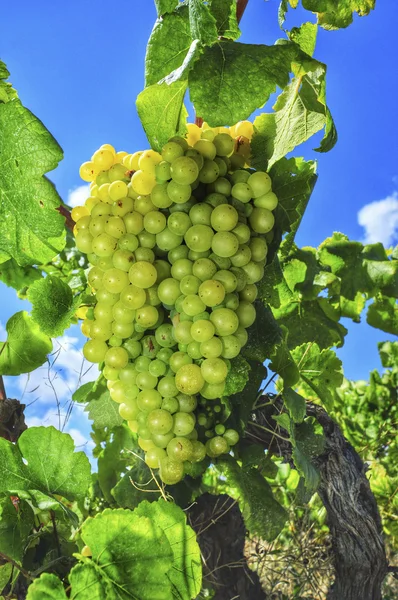 Uvas em uma videira — Fotografia de Stock