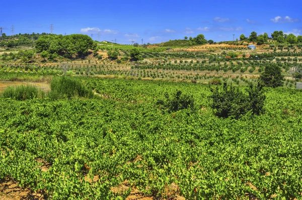 Viñedo con uvas maduras en Barcelona, España — Foto de Stock