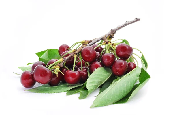 Bunch of ripe cherries — Stock Photo, Image