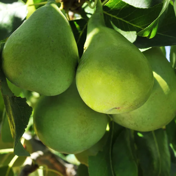 Árbol de pera —  Fotos de Stock