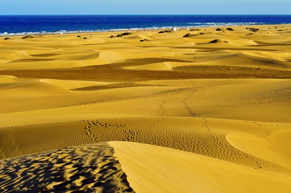 Φυσικό καταφύγιο αμμόλοφους της maspalomas, στην Γκραν Κανάρια, Ισπανία — Φωτογραφία Αρχείου