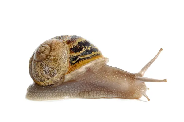 陆地蜗牛 — 图库照片