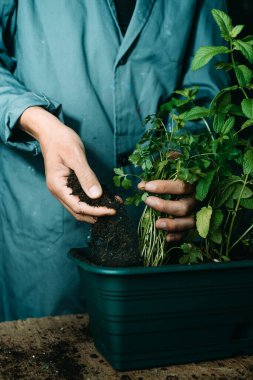 Gri çalışan bir ceket giyen, yeşil bir vitrindeki maydanoz bitkisini yeniden eken genç bir beyaz adamın yakın çekimi.
