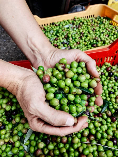 Closeup Young Caucasian Man Pile Olives His Hands Freshly Harvested — Stock Photo, Image