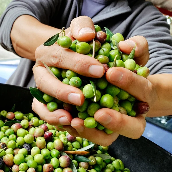 Primer Plano Joven Caucásico Con Puñado Aceitunas Mano Recién Recogidas —  Fotos de Stock