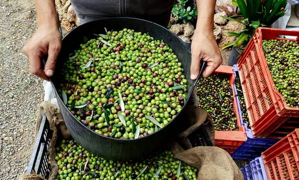 Primer Plano Joven Caucásico Llevando Una Cesta Llena Aceitunas Recién —  Fotos de Stock