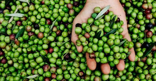 Closeup Hand Young Man Bunch Olives Freshly Harvested Olive Grove — Stock Photo, Image