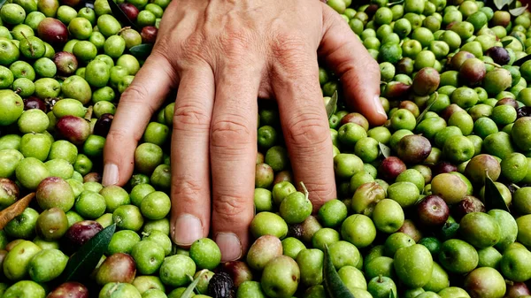 西班牙加泰罗尼亚的一个年轻的高加索人在采摘橄榄的过程中收集了大量的橄榄 — 图库照片