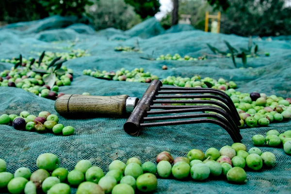 Gros Plan Outil Ressemblant Peigne Utilisé Pour Récolter Les Olives — Photo