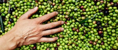 a young caucasian man heaps some olives freshly harvested in an olive grove in Catalonia, Spain, in a panoramic format to use as web banner or header clipart