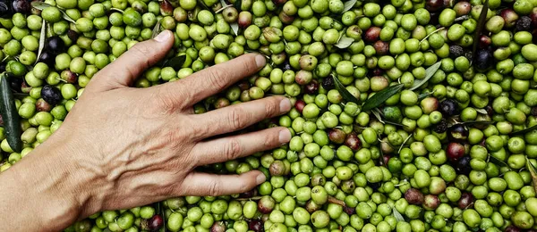 a young caucasian man heaps some olives freshly harvested in an olive grove in Catalonia, Spain, in a panoramic format to use as web banner or header