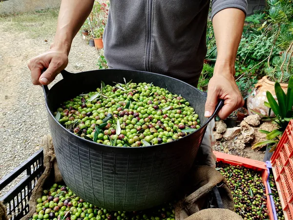 Joven Caucásico Llevando Una Cesta Llena Aceitunas Recién Recogidas Olivar — Foto de Stock