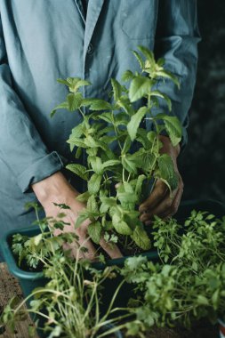 Kafkas bir adam, gri çalışan bir ceket giyerek, yeşil plastik bir pencere çiçek kutusunda nane, maydanoz ve fesleğen gibi farklı aromatik otlar yerleştirir.
