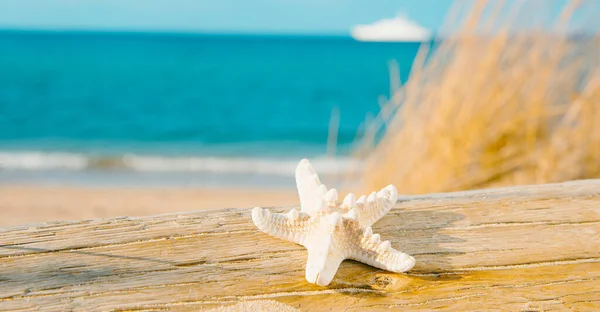 Nahaufnahme Eines Seesterns Auf Einem Alten Ausgewaschenen Baumstamm Strand Mit — Stockfoto