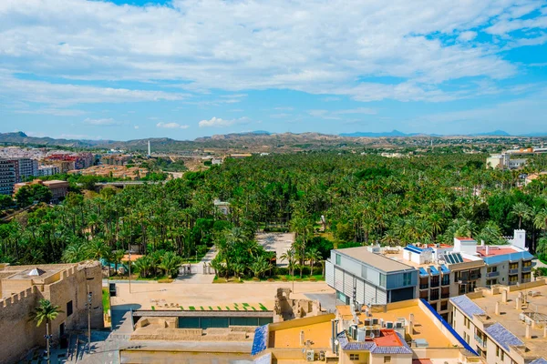 俯瞰著名的Elche棕榈园的鸟瞰图 该公园位于西班牙Elche 有许多棕榈树 左边是Altamira城堡 — 图库照片