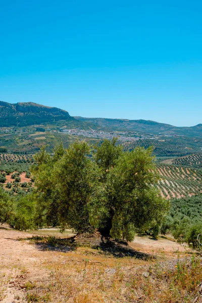 Λεπτομέρεια Ενός Ελαιώνα Στο Rute Ανδαλουσία Ισπανία Και Μικρό Χωριό — Φωτογραφία Αρχείου