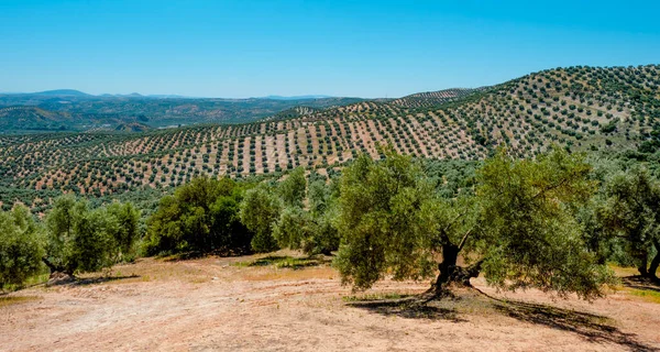 Θέα Έναν Ελαιώνα Στο Rute Της Ανδαλουσίας Ηλιόλουστη Ανοιξιάτικη Μέρα — Φωτογραφία Αρχείου